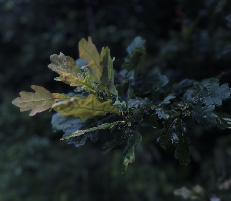 После дождя - Екатерина Погодина