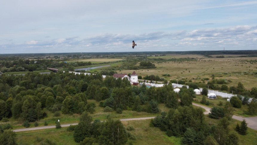 Коршун охотится -  