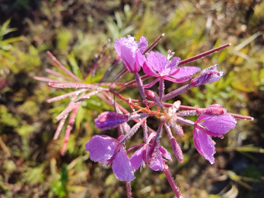 Цветы Иван-чая - Сергей