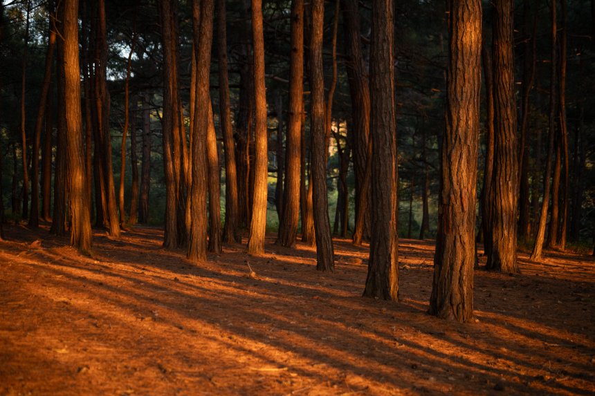 Золотой час - Юлия