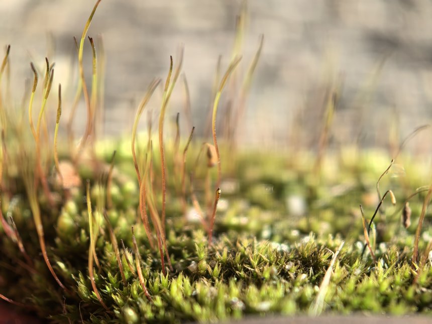 Фантастика - Анна