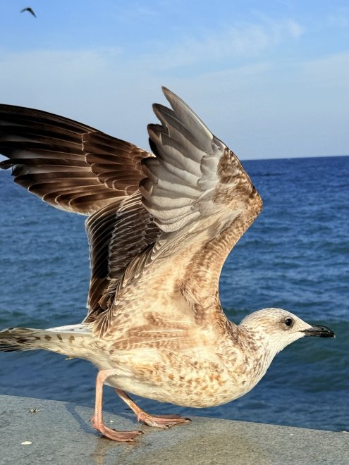 Чайка во всей красе -  