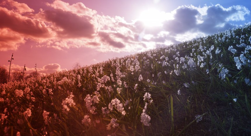 Первоцветы - Марти