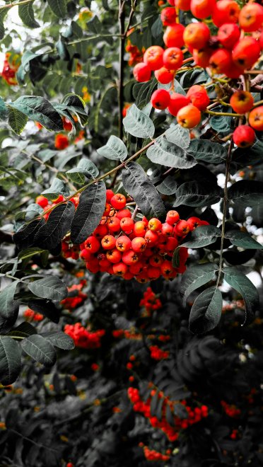 Красная рябина/Red mountain ash -  