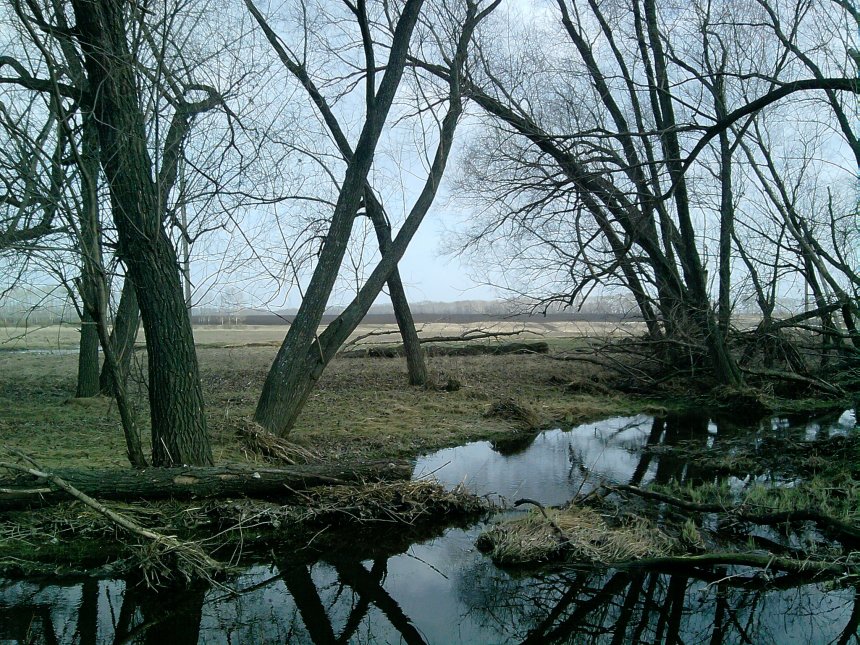 Пробуждение весны -  