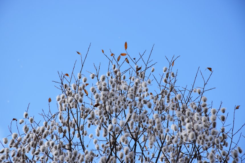 Два сезона (Two seasons) -  