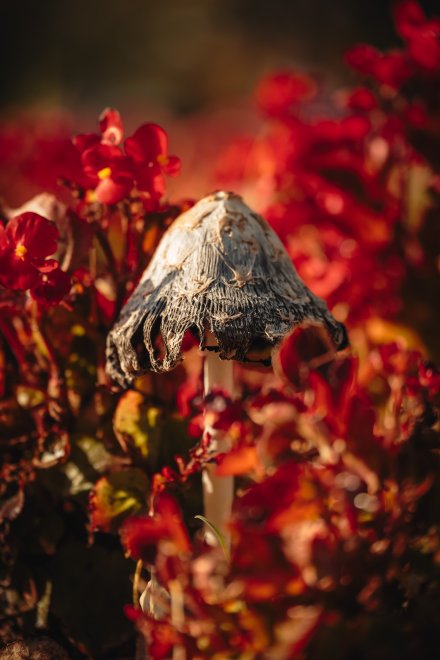 Осенние краски -  