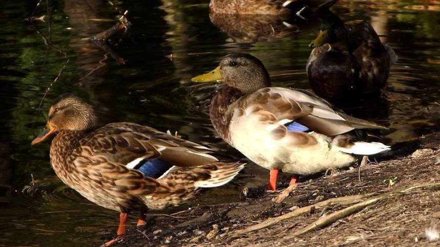 ​У берега Воронежских озёр. Самара. - Алёна
