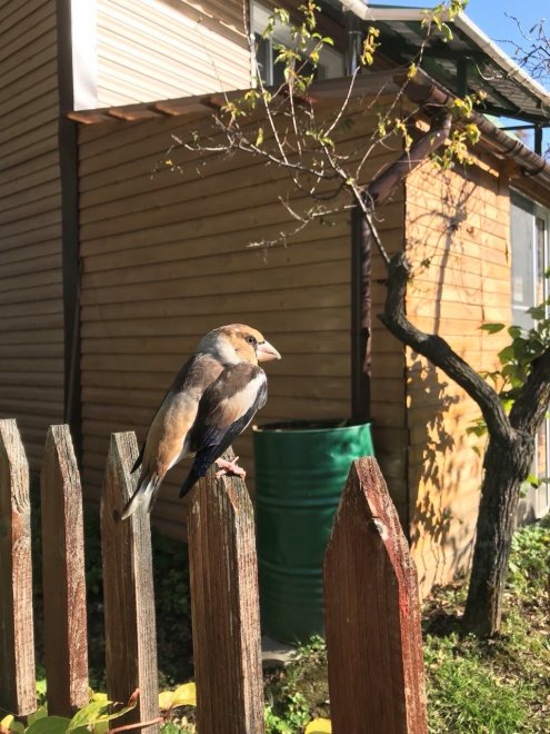 Клёст и бочка - Людмила