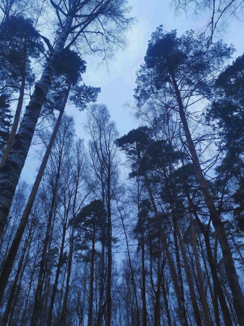 Покорные стражи вечного - Даша