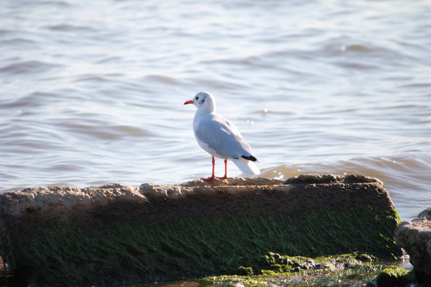 Между небом и волной - Андрей