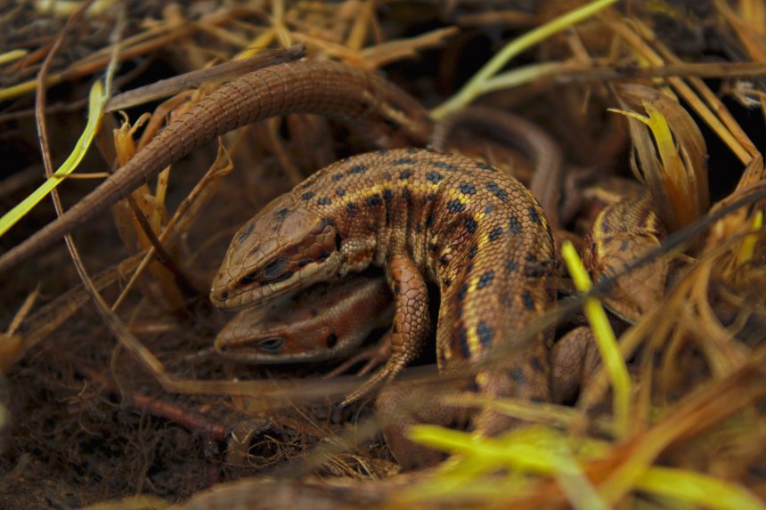 Семейка ящериц - Виталий