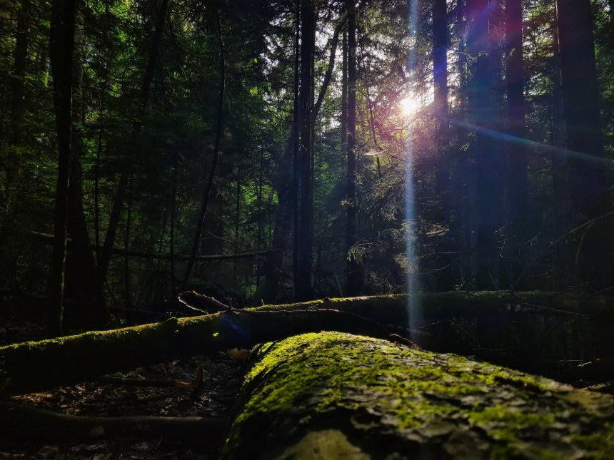 Летний лес -  