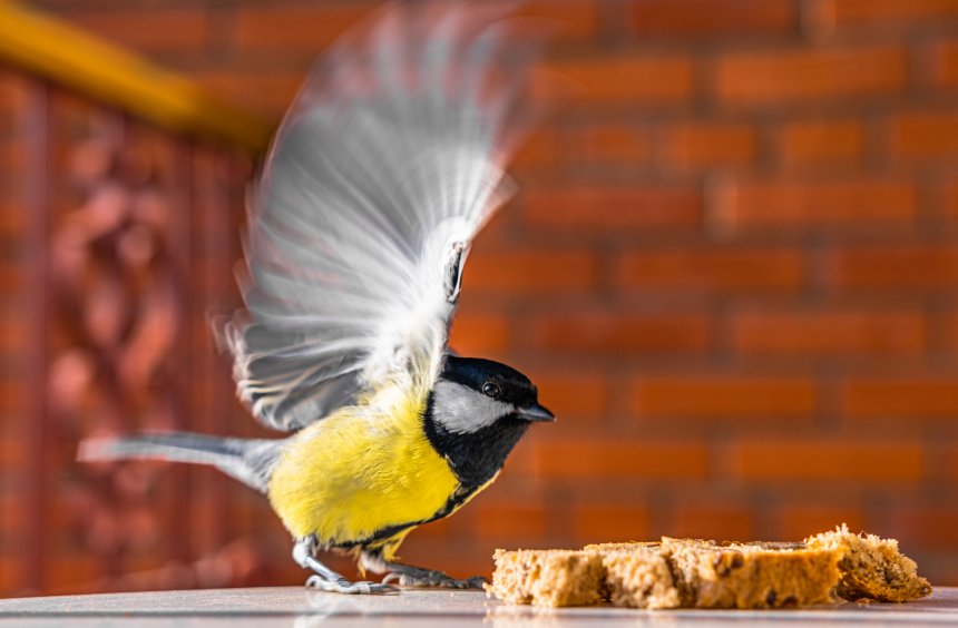 Ваш завтрак, сэр! - Кирилл