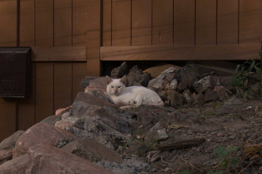 Горная кошка - Олег Демин