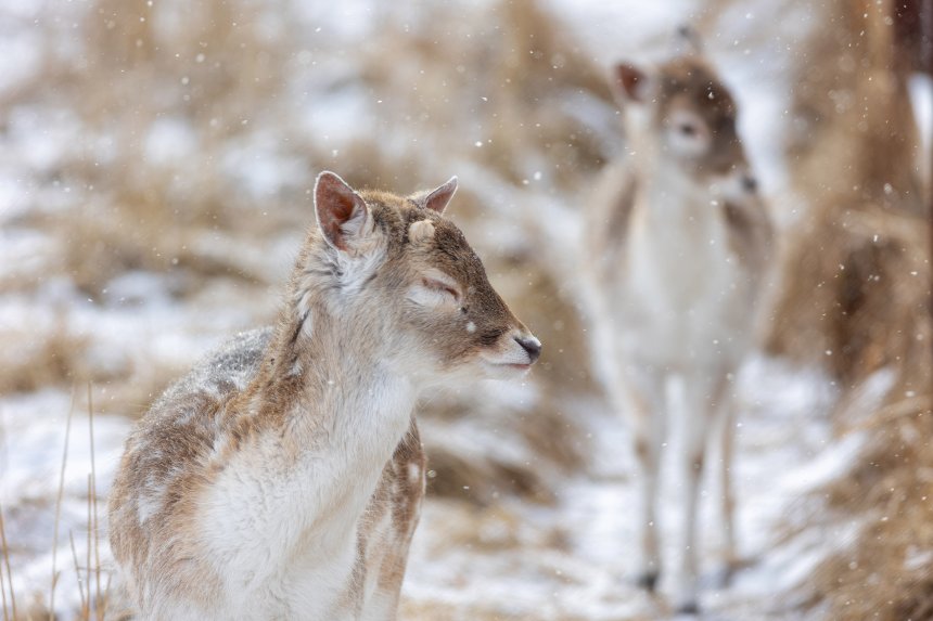 Зимняя радость - Александр