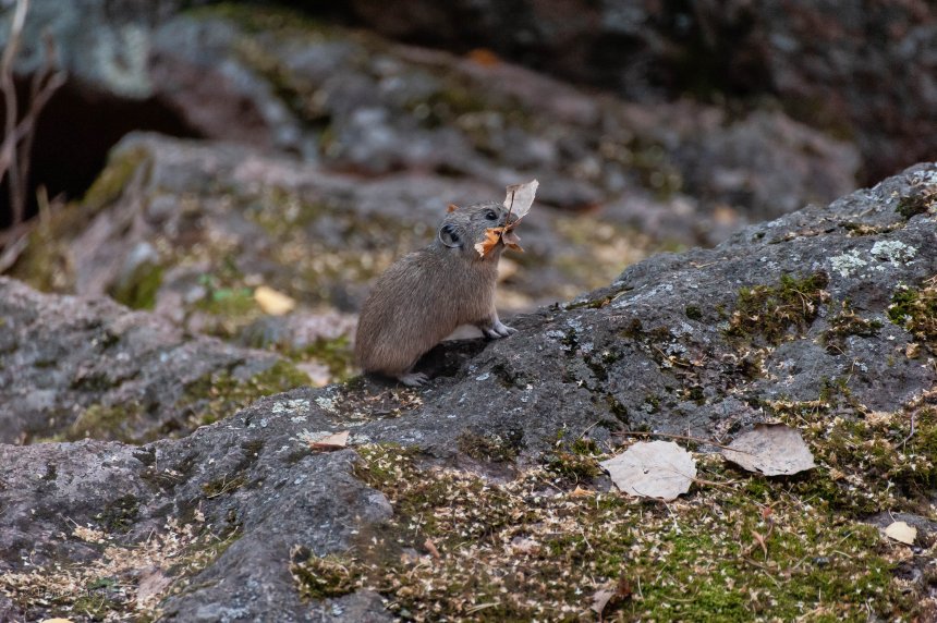 Пищуха. - Вадим
