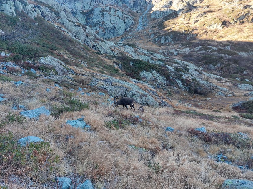 Дикие козлы - Тамара