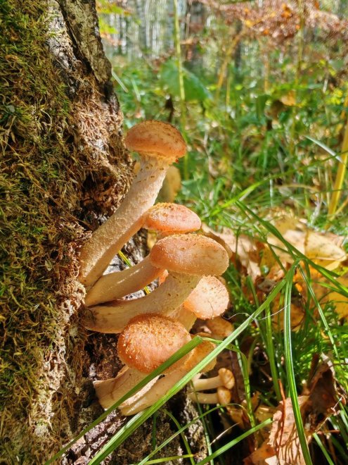 Веселые опята - Татьяна