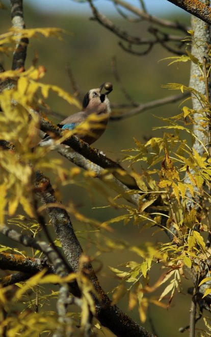 Воровка - Мария