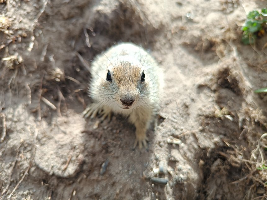 Коренной житель Джилы-Су -  