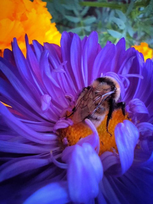 Полуденный сон шмеля - Елена Кирпищикова