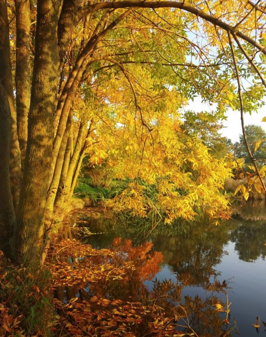 Золотая осень - Сергей