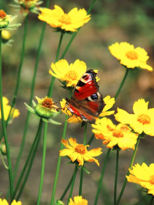 Краски лета - Дорофеева Виктория Александровна