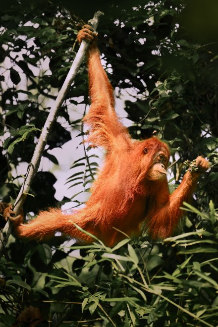 Созерцание гурмана - Константин Зубков