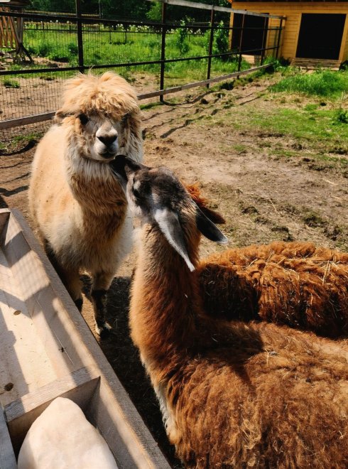 Пушистая нежность - Светлана