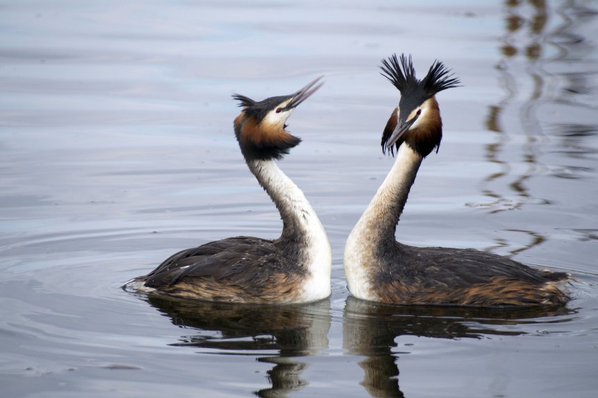 Брачные игры - Alessandro