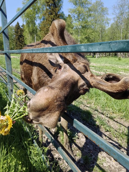 Лось — символ спокойствия в шумном мире -  