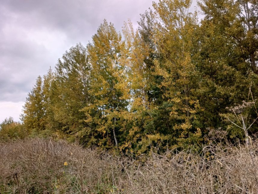 Осенний пейзаж -  