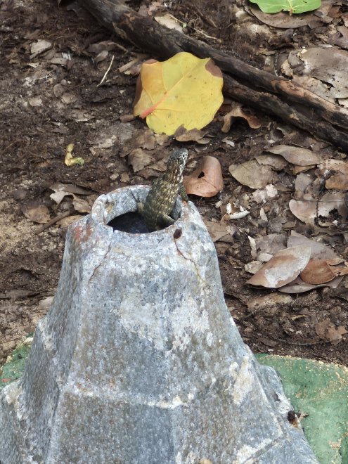 Куба - Наталия Горяная