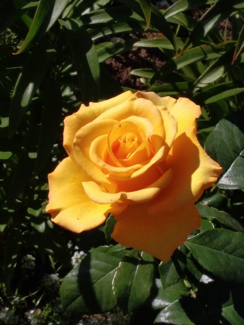 Садовая роза под полуденным солнцем - Мария Шихова