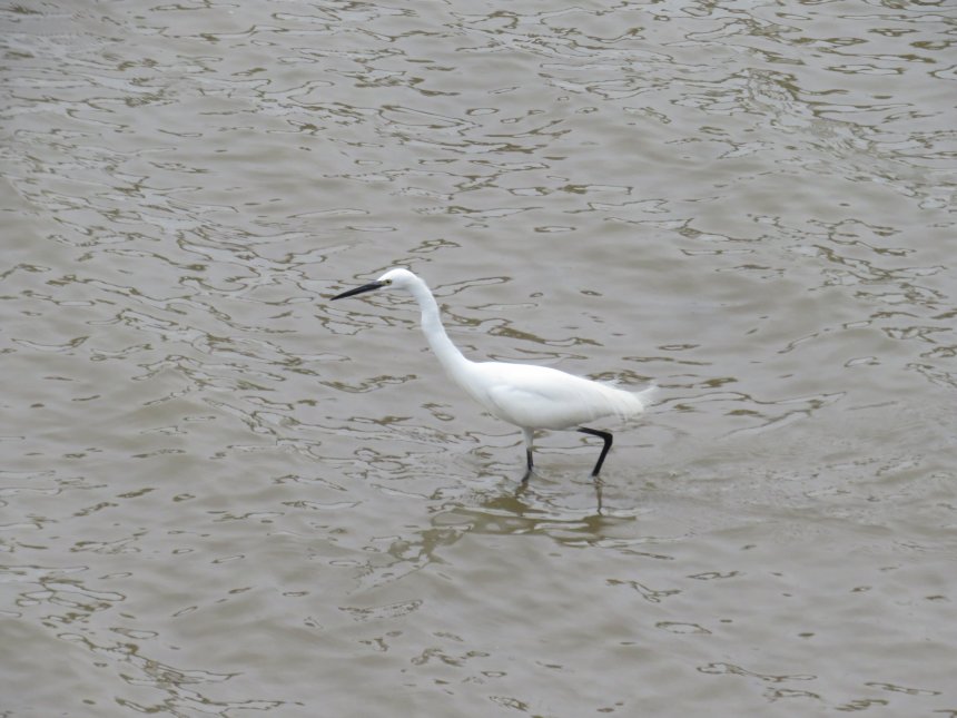 Белая цапля - Эдуард Доминов