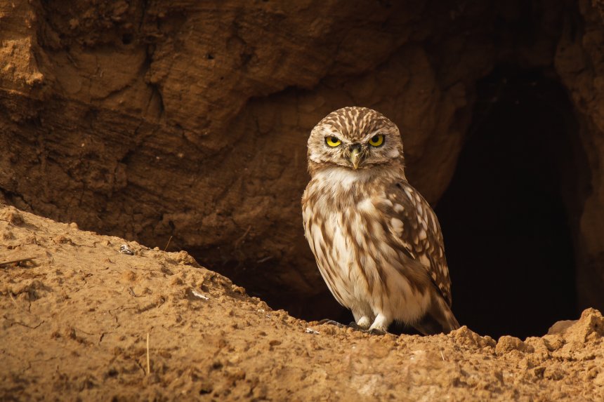 Маленькая сова - Алексей Подопригоров