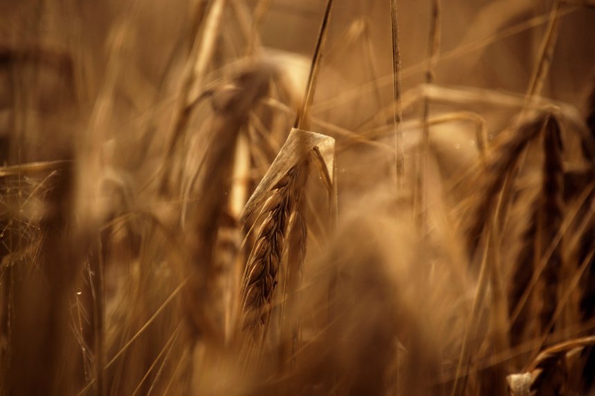 Дыхание поля - Андрей