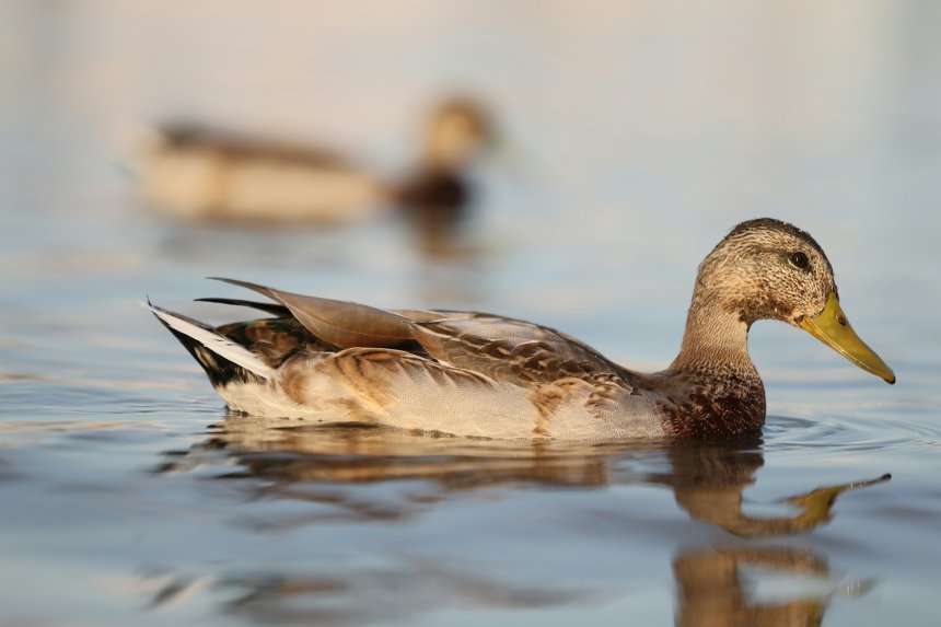 Безмятежность - Василий