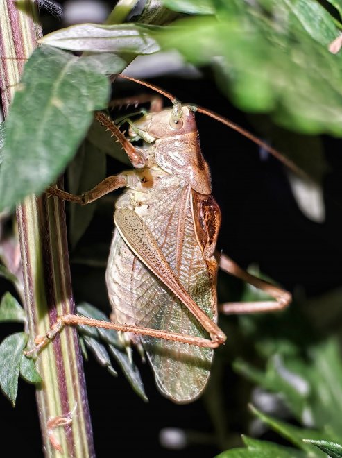Кузнечик готовится к зиме -  