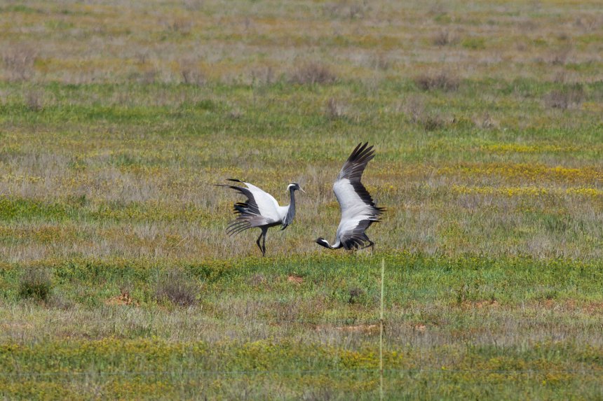 В Калмыцких степях. Журавль-красавка - Юлия