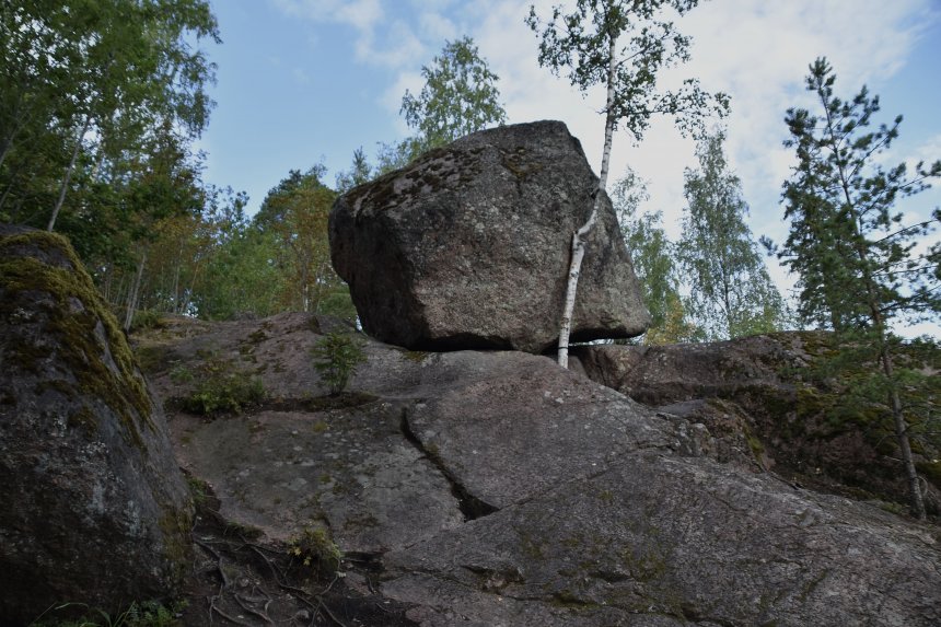 Падающий камень на березе Fallen stone on a birch -  