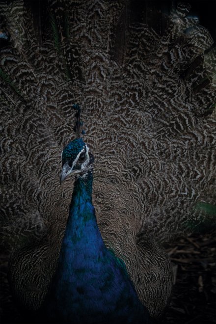 Природный узор -  