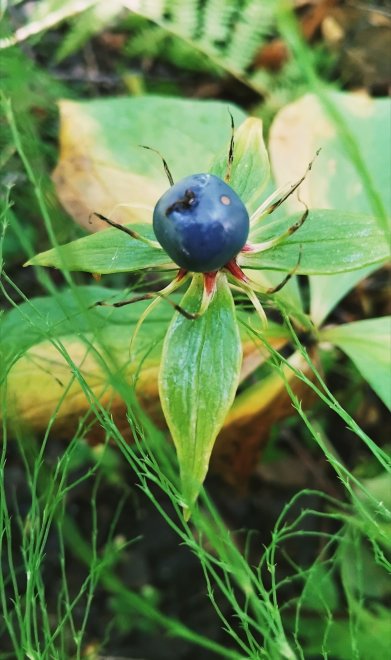 Заманчивая опасность - Елизавета