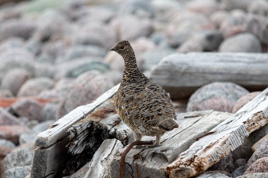 Тундряная куропатка - Людмила