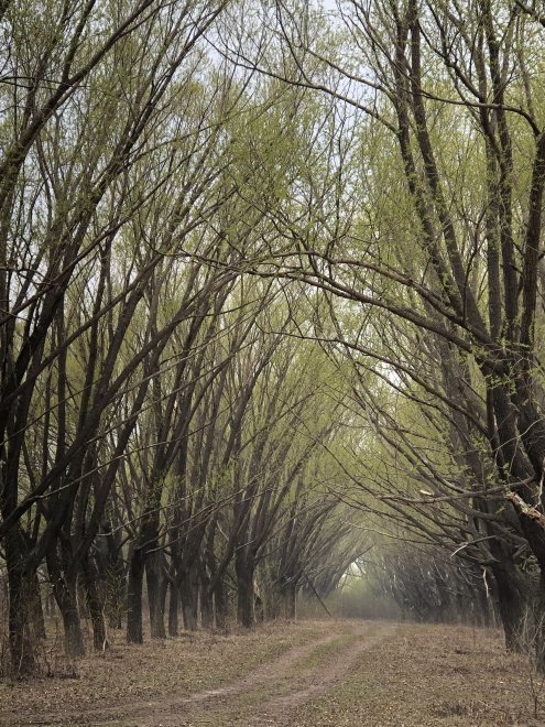 Таинственная аура Средневековья / The mysterious aura of the Middle Ages -  