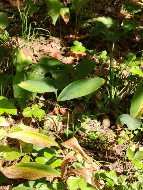 одиночество -  