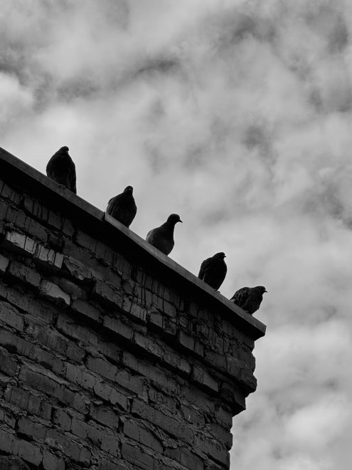 городские стражи -  