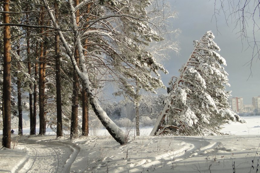 Зимний лес. -  