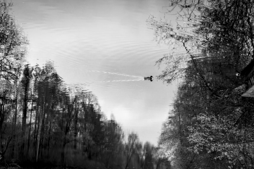 Утка в небе -  